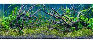 But mopani wood and spider wood will look quite different. Design Of Driftwood In Aquariums Tropical Fish Hobbyist Magazine