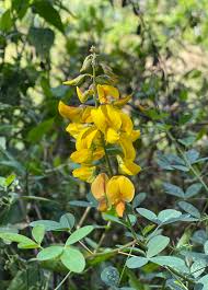 Image result for Crotalaria torrei