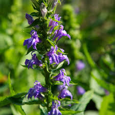 Image result for Lobelia minutula