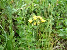 Image result for Crepis newii