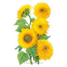 Edible sunflowers will mature in about 3 months or more after sowing. Teddy Bear Dwarf Sunflower Seeds Flowers Botanical Interests