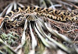 Rattlesnake Rattlesnakes Eastern Diamondback Diamond Back Eastern Diamondback Rattlesnake Diamondbacks Edb Rattlesnake Weather Underground Snake Rattlesnake