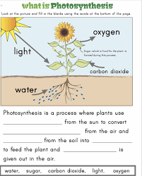 Pin By Sushma Pandey On Plants Worksheets Photosynthesis Worksheet Biology Worksheet Photosynthesis