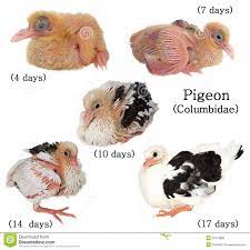 Pin On Birds
