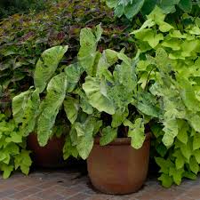 Maybe you would like to learn more about one of these? Colocasia Esculenta Mojito Pp21995 Perennial Resource