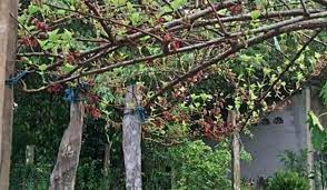 Pokok renek berbunga, berdaun rimbun dan padat, disyorkan ditanam di bahagian bawah pokok. Pokok Mulberry Nak Rendang Buah Mudah Dipetik Buat Begini Keluarga
