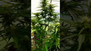 The roots may end up deprived of adequate access to fresh air. Outdoor Cannabis Grow Log 2 Northern Lights Auto Flower Nyc Diesel Auto Flower Northern Alberta Youtube