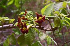 Image result for Markhamia zanzibarica