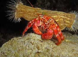 Image Result For What Kind Of Crab Carries Anemone On Back Hermit Crab Crab Sea Anemone