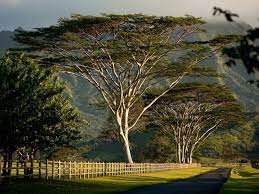 A Photo Guide To Hawaii S Majestic Trees Albizia Tree Hawaii Big Island Hawaii