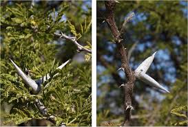 Image result for Acacia luederitzii