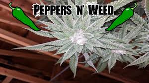 Perhaps a more accurate phrase for what we are trying to emulate would be balanced full spectrum. How To Hack And Modify Your Blurple Mars Hydro 300 Led Grow Light By Peppers N