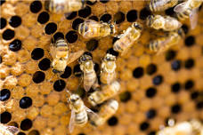 Maumee Valley Beekeepers Monthly Meeting
