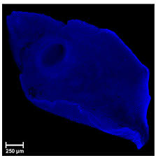 Mix.sk » kam na výlet » bratislava a okolie » pánova lúka. Biomolecules Free Full Text Comparison Of The Benzanthrone Luminophores They Are Not Equal For Rapid Examination Of Parafasciolopsis Fasciolaemorpha Trematoda Digenea Html