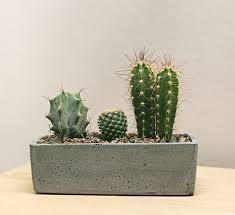 Buy rare cactus plants you can be admired by unusual beauty of cactus plants. Micro Cactus Garden Kit Essential Pack For Cactus Lovers