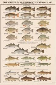 Warmwater Game Fish Poster And Identification Chart