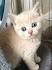 British longhair kittens for sale - May 2020