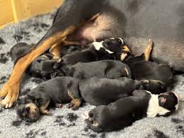 Image result for sedmihradský honič