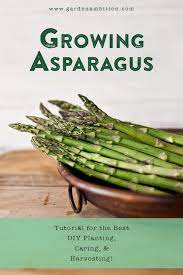Growing Asparagus From Seeds Is Tricky Did You Know That You Can Start Growing Asparagus From Sc Asparagus Plant Growing Asparagus Growing Asparagus From Seed