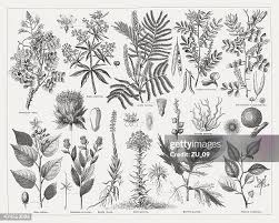 Image result for Acacia haematoxylon