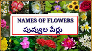 It is a latin word for flower and is the goddess of flowers and spring in roman mythology (3). Names Of Flowers In Telugu And English With Images à°ª à°µ à°µ à°² à°µ à°Ÿ à°ª à°° à°² Youtube