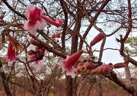 Image result for Ochna leptoclada