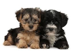 Check spelling or type a new query. 1 Yorkiepoo Puppies For Sale In Texas Uptown