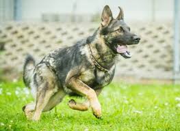 Maybe you would like to learn more about one of these? Colors Of A German Shepherd Updated 2021 German Shepherd Country