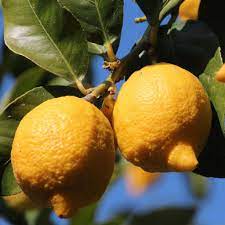 They range from the dwarf lemon tree, which can grow 2 to 8 feet (.61 to 2.44 m), to standard trees that can reach 15 feet (4.6 m) or higher. Lemon Tree Pruning Caring For And Harvesting Lemons