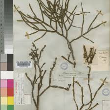 Image result for Viscum shirense