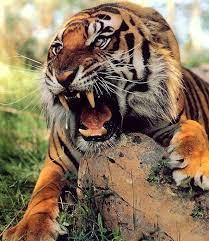 Tiger Roaring Tiger Roaring Angry Animals Angry Tiger Animals Wild