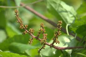 Image result for Ampelocissus