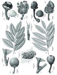 Image result for Drypetes