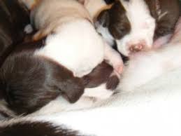 At eulenhof/serakraut kennels we breed intelligent german shorthaires that are easy to train, our shorthaires are close working dogs with strong point and retrieve instincts. German Shorthaired Pointer Puppies In Michigan