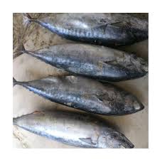 Watch the video for my heart will go on from céline dion's let's talk about love for free, and see the artwork, lyrics and similar artists. Frozen Skipjack Frozen Bonito Tuna Fish Buy High Quality Frozen Bonito Maldives Tuna Fish Canned Tuna Fish Product On Alibaba Com