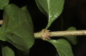 Image result for Coddia rudis