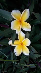 Check spelling or type a new query. Bunga Mistis Steemkr