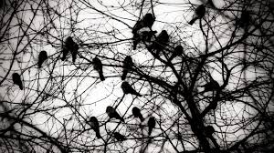 Image result for murder of crows