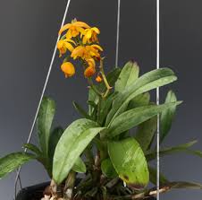 Image result for Polystachya epiphytica