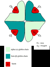 Hemoglobin And Its Measurement