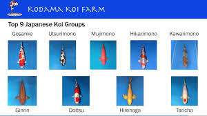 Koi fish will usually lay eggs all over the tank or pond at random. How Often Do Koi Fish Lay Eggs Reproduction Breeding Care