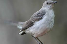 Black Bird With White Spots On Wings And Tail Image Detail For Grey White Bird Beautiful Birds White Bird Shades Of White