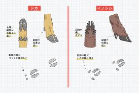 鹿 の 足跡