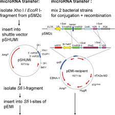 Pdf Inducible Microrna Expression By An All In One Episomal Vector System