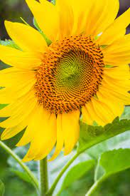 Sunflower With Yellow Petals Close Up Image Printable Digital Download Summer Flower Garden Summer Flowers Garden Fall Photography Nature Nature Photography