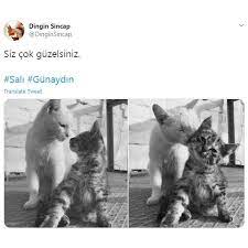 siz cok guzelsiniz hayvan sozleri sevimli hayvan yavrulari hayvan
