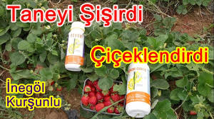 Cilek Bakimi Uretimi Ekimi Dikimi Cilek Fidesi Cilek Hastaligi Sulama Nasil Ne Zaman Youtube