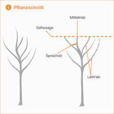 Obstbäume müssen regelmäßig geschnitten werden. Obstbaume Schneiden Unsere Anleitung Mit Bildern
