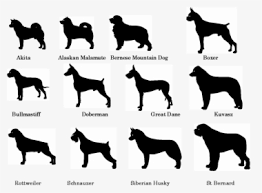 Measure your dog to be sure) Rottweiler Png Images Free Transparent Rottweiler Download Kindpng