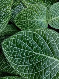 verdant 緑 おしゃれまとめの人気アイデア pinterest atelier tmp 緑